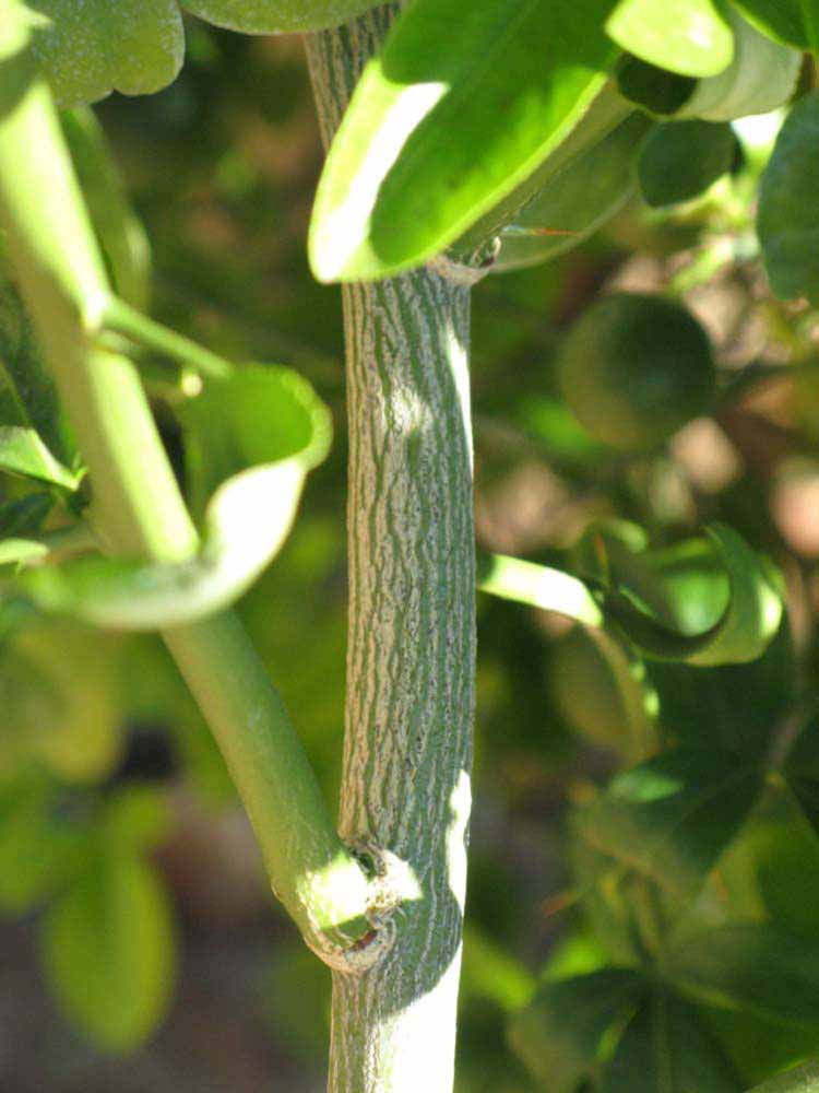              Second - third year twig (Riverside, CA)       